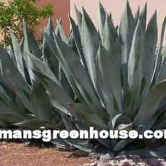 Agave Southwest