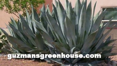 Agave Southwest