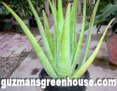 Aloe Vera Plant Care Houseplant Tips Guzmansgreenhouse Com