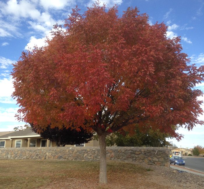 The fall color of Chinese Pistache tree