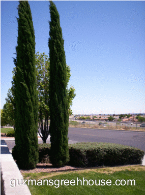 Drought Tolerant trees and shrubs From Guzman's Garden Centers