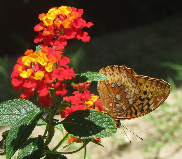 May Gardening In Las Cruces