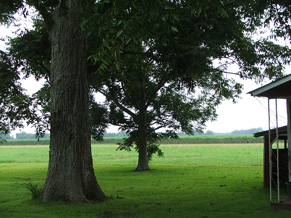 large-pecan-tree