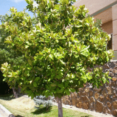 Magnolia tree las cruces