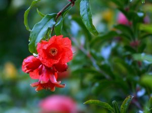 Pomegranate flower