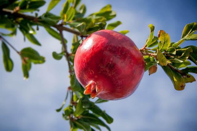 pomegranate tree southwest