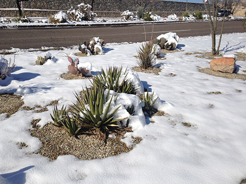 February Gardening Tips for the desert Southwest