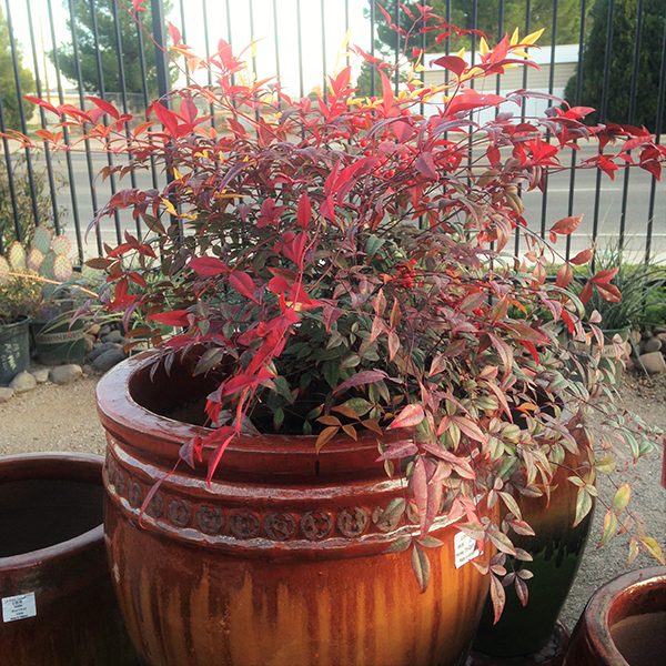 Nandina Plant in Pot