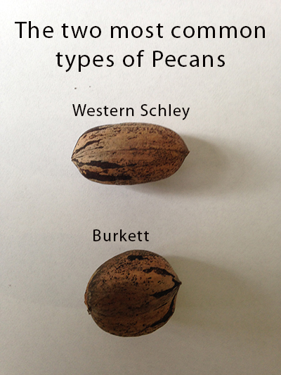 Types of pecan trees