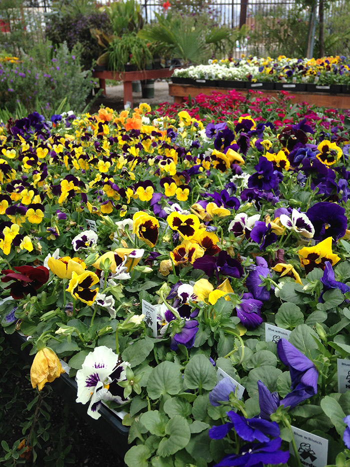 annual-pansies-colorful