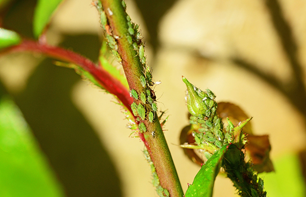Insects and Diseases on plants