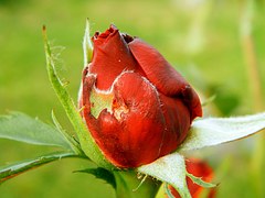 rose-petal-not-opening