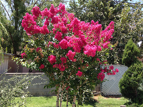 tuscarora-crape-myrtle