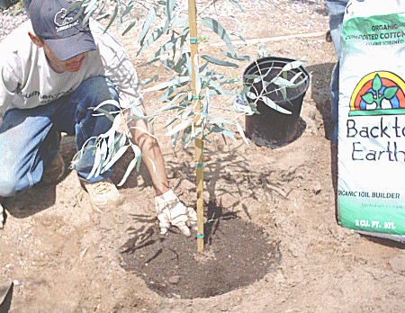 How to plant a tree properly