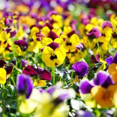 Planting Violas in masse