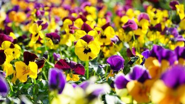 Planting Violas in masse