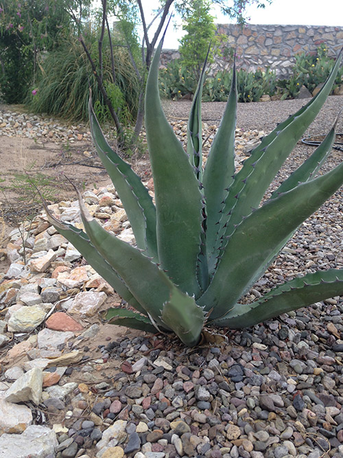 Agave Americana Easy care southwest landscaping plants