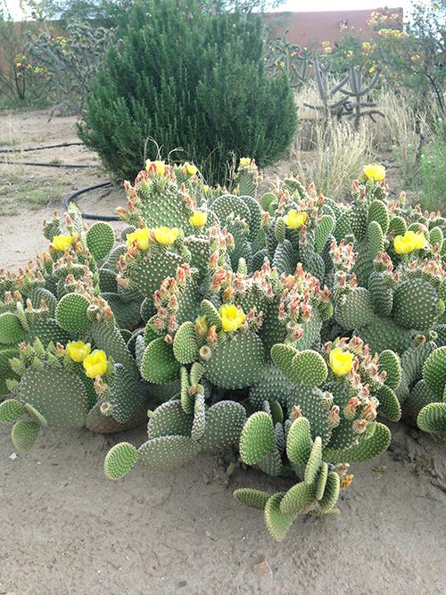 List of Drought Tolerant Plants