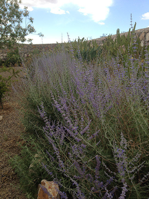 Russian Sage in the Southwest Easy care southwest landscaping plants