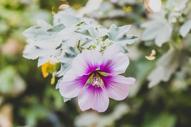 Rose of Sharon Flower