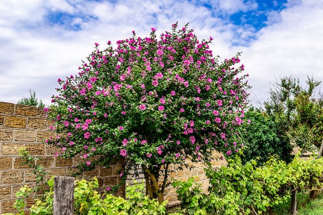 Rose of Sharon Plants