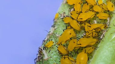 Macro closeup tiny yellow aphids on leaf stem