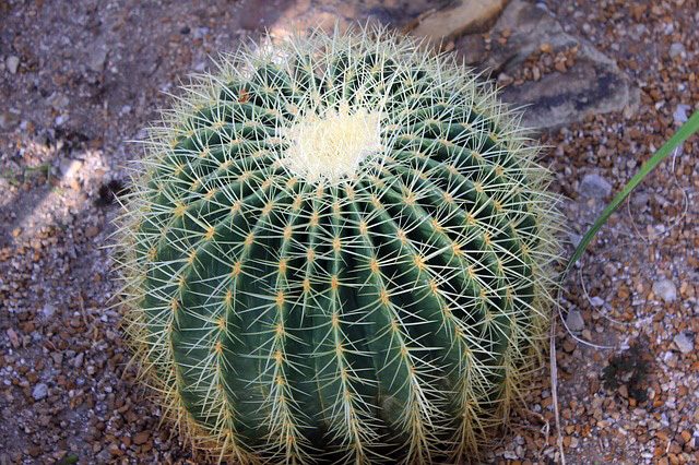 Golden Barrel Cactus Plants
