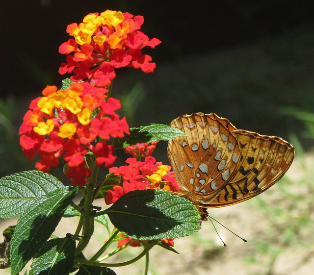 Butterfly on a Lantana plant