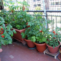 Vegetables Gardening Tips