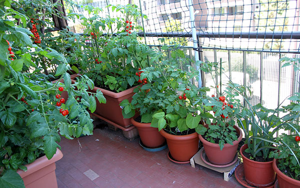 How to start a container garden