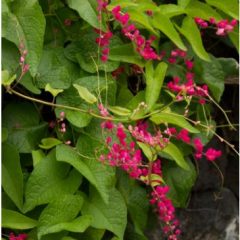 The Coral Vine Plant