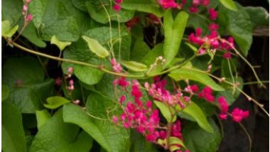 The Coral Vine Plant