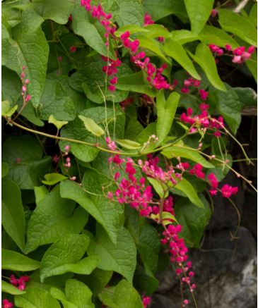 The Coral Vine Plant