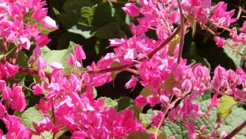 coral-vine-closeup