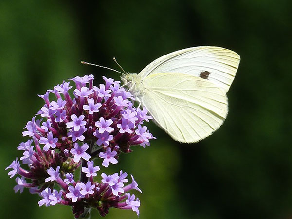 Purple Verbena flower with Butterfly