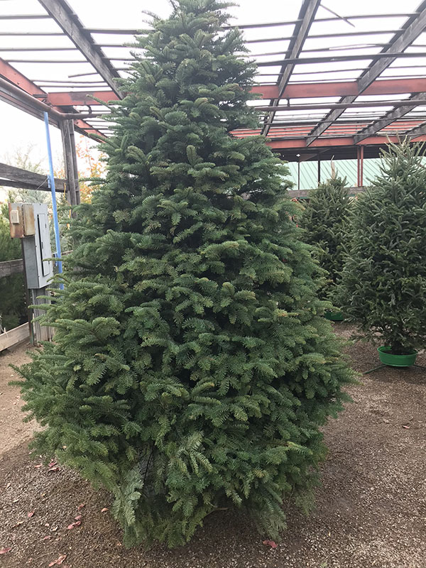Christmas Trees in Las Cruces