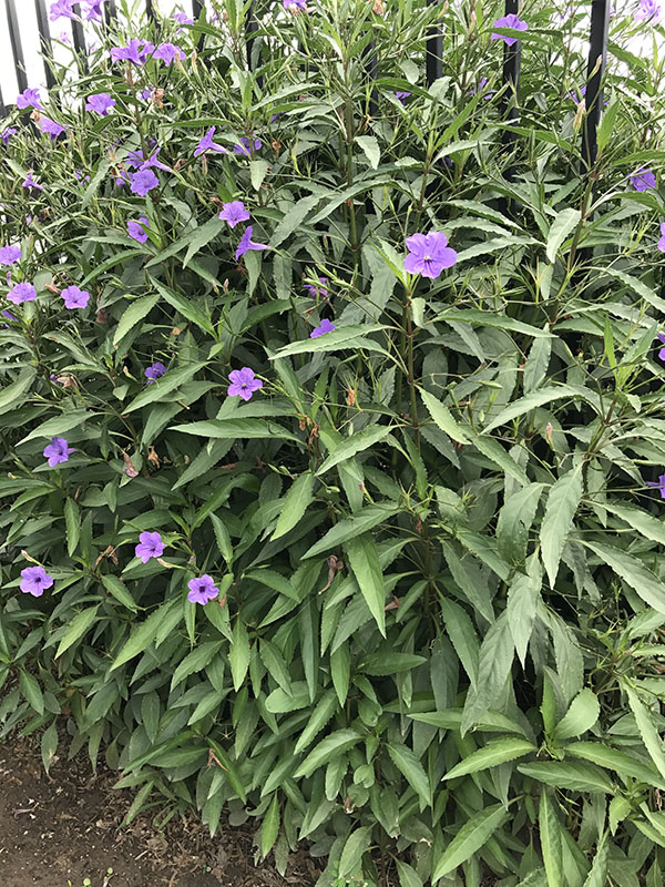 The Mexican Petunia Plant