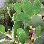 prickly pear cactus