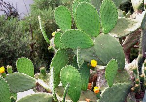 prickly pear cactus plants