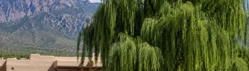 Weeping Willow Tree