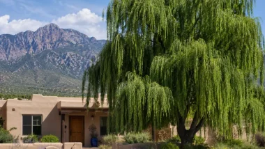 Weeping Willow Tree