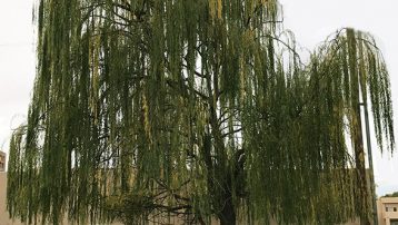 weeping-willow1