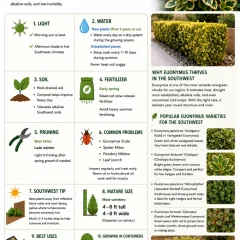 Care of Euonymus Plants Southwest