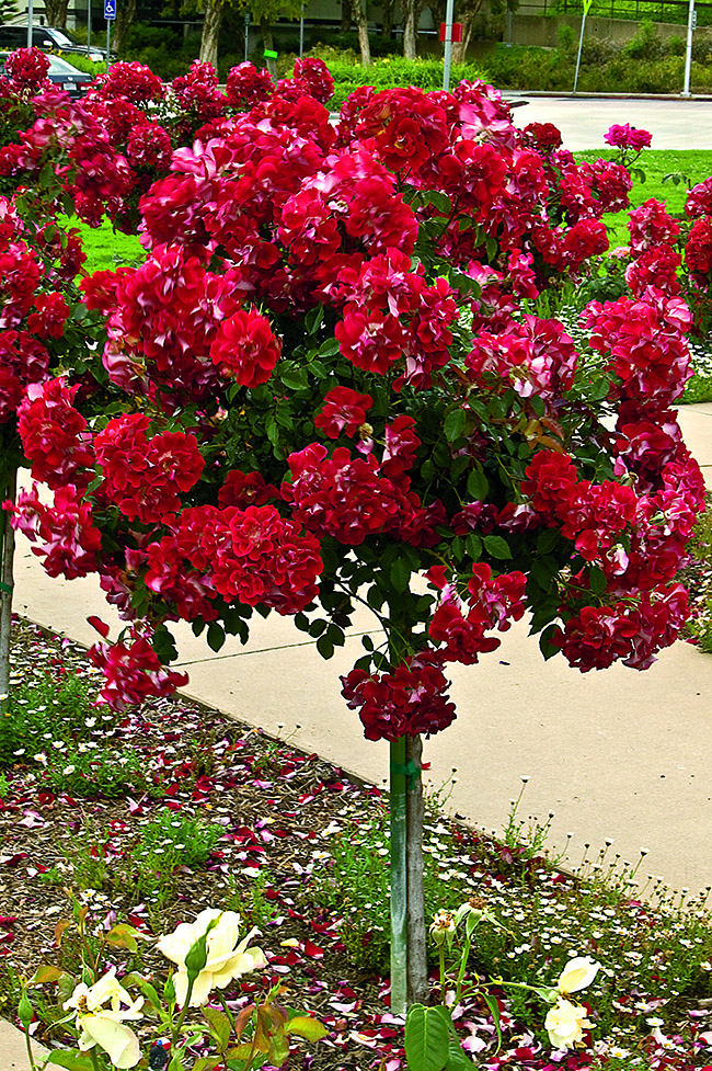 Patio tree roses