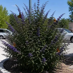 Butterfly Bush