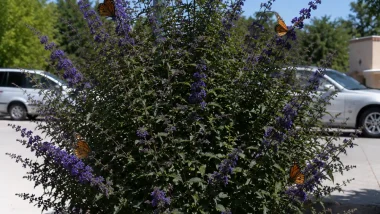 Butterfly Bush