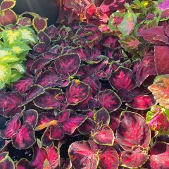 coleus-at-store1