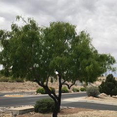 The Mesquite tree