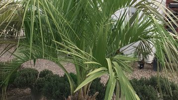 The Pindo Palm Tree