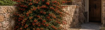 Pyracantha Varieties